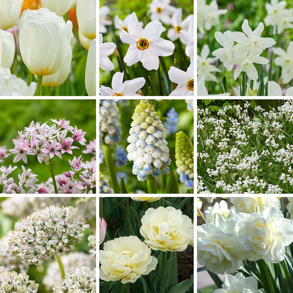 Erbjudandepaket 'White'